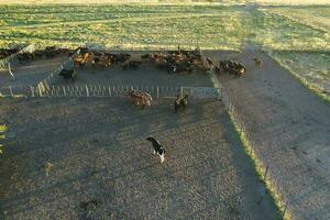 vacas levantamiento en pampa campo, la pampa provincia, argentina. foto