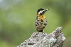 verde prohibido pájaro carpintero en bosque ambiente, la pampa provincia, Patagonia, argentina. foto