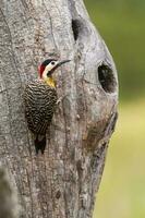 Green barred Woodpecker in forest environment,  La Pampa province, Patagonia, Argentina. photo