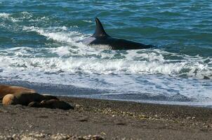 Orca hunting sea lions, Punta Norte Nature reserve, Peninsula Valdes, Patagonia Argentina photo