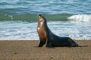 South American  Sea Lion Otaria flavescens Female,Peninsula Valdes ,Chubut,Patagonia, Argentina photo