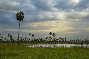 Sunst Palms landscape in La Estrella Marsh, Formosa province, Argentina. photo