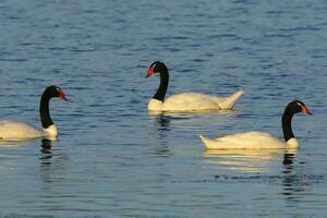 Black necked Swan swimming in a lagoon, La Pampa Province, Patagonia, Argentina. photo