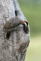 verde prohibido pájaro carpintero en bosque ambiente, la pampa provincia, Patagonia, argentina. foto