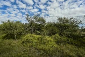 Calden forest landscape, La Pampa province, Patagonia, Argentina. photo