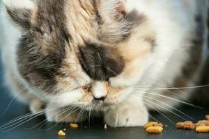 Beautiful Persian Breed Kitten Eating food at Home Garden photo