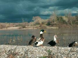 Ducks on the bank of a river under a stormy sky photo