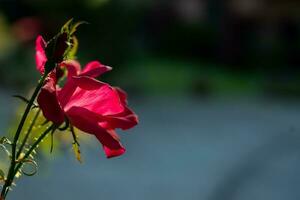 Roadside with red flowers. Light sunset of the sun with dramatic yellow and orange sky. Image depth of field. photo