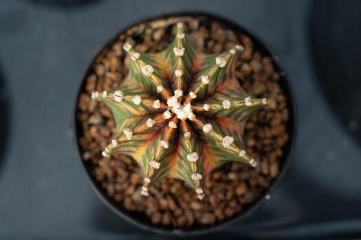 cactus granja con de cerca de suculento y cactus colección en maceta. él' s natural antecedentes desde pequeño plantas. foto