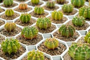 Cactus farm with close-up of succulent and cactus collection in pot. It' s natural background from little plants. photo