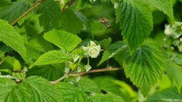 Raspberry flower. Pollination of a raspberry flower by a bee. A bee on a raspberry flower collecting nectar. Clear summer day. video