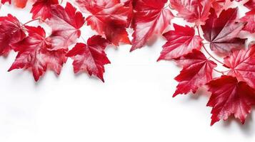 Red autumn leaves. Frame with red decorative wild grape leaves. photo