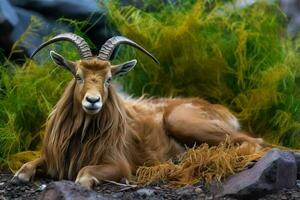 Mountain goat on a rock in the mountains Ibex goat relaxing AI generative photo