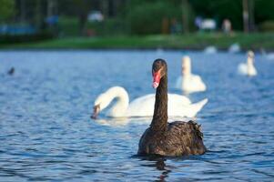 Cute and Unique Black Swan at Willen Lake of Milton Keynes, England UK. Image Was Captured on May 11th, 2023 photo