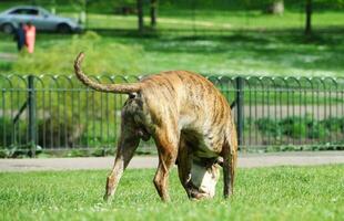 linda mascota perro en caminar a local público parque de Londres Inglaterra Reino Unido foto