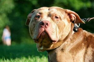 Cute Pet Dog on Walk at Local Public Park of London England UK photo