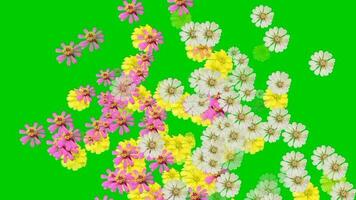 Animated video of flowers scattered on a green background.