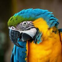 Blue and yellow macaw ara. Closeup shot of blue and yellow macaw on blurred background. photo