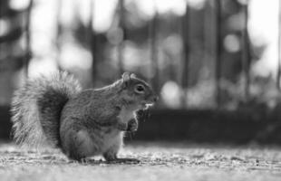 Cute Squirrel in Grass Seeking Food at Wardown Public Park of Luton, England UK photo