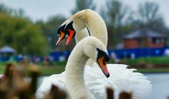 Cute and Unique Water Birds and Swan at Willen Lake of Milton Keynes, England UK. photo