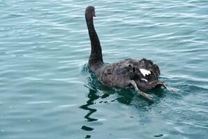 Cute and Unique Black Swan at Willen Lake of Milton Keynes, England UK. Image Was Captured on May 11th, 2023 photo