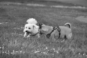 Cute Pet Dog on Walk at Local Public Park of London England UK photo