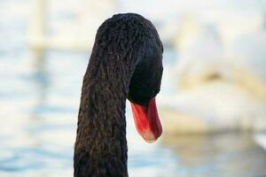 linda y único negro cisne a willen lago de milton clave, Inglaterra Reino Unido. imagen estaba capturado en mayo 11, 2023 foto