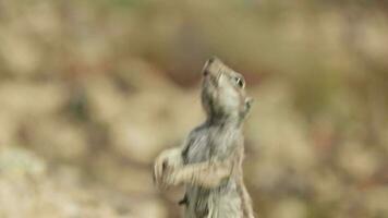 The chipmunk asks for food from a person, waving his paws. video