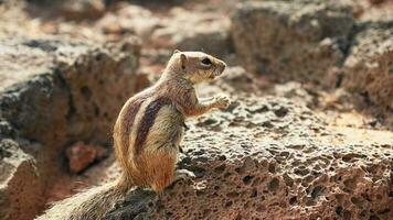A small chipmunk sits over a cliff and eats. video