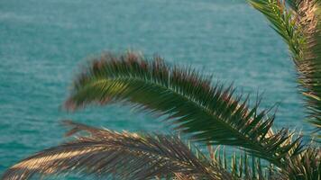 Palm branches sway in the wind against the background of the sea. video