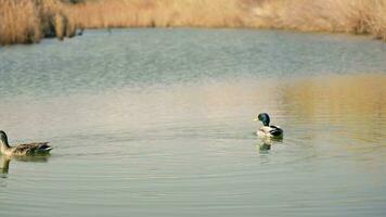 deux canards pacifiquement flottant sur une serein Lac dans terragona video