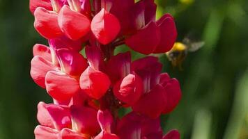 hommel verzamelt nectar en stuifmeel van de bloemen van rode lupine. video