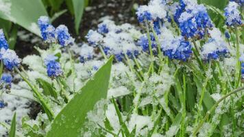 Delicate grape hyacinth flowers aka muscari under snowfall in early spring, time lapse video