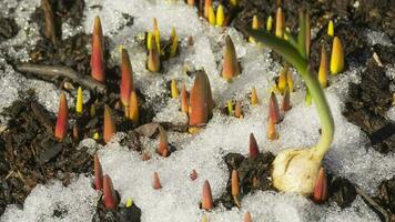 Zeitrafferaufnahme von schmelzendem Schnee zwischen Sprossen und Blättern der Muscari-Frühlingsblume video