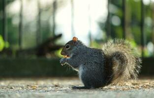 Cute Squirrel in Grass Seeking Food at Wardown Public Park of Luton, England UK photo