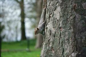 Cute Squirrel in Grass Seeking Food at Wardown Public Park of Luton, England UK photo