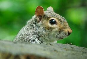 Cute Squirrel in Grass Seeking Food at Wardown Public Park of Luton, England UK photo