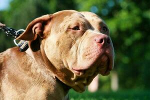 Cute Pet Dog on Walk at Local Public Park of London England UK photo