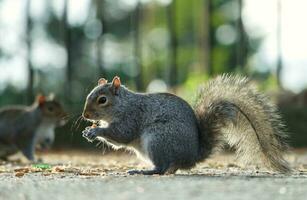 Cute Squirrel in Grass Seeking Food at Wardown Public Park of Luton, England UK photo