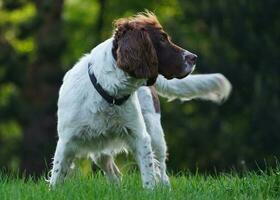 Cute Pet Dog on Walk at Local Public Park of London England UK photo