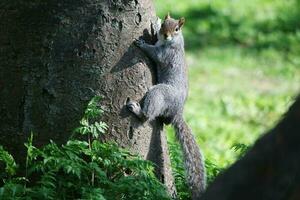 Cute Squirrel in Grass Seeking Food at Wardown Public Park of Luton, England UK photo