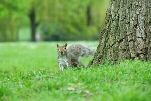 Cute Squirrel in Grass Seeking Food at Wardown Public Park of Luton, England UK photo