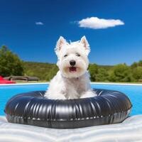 West highland white terrier White Terrier outdoors in pool AI Generated photo