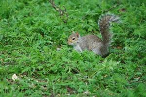 Cute Squirrel in Grass Seeking Food at Wardown Public Park of Luton, England UK photo