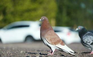 Cute Pigeon Bird at Local Public Park of Luton City of England UK photo