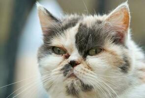 Beautiful Persian Breed Kitten Poses at Home Garden photo