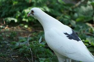 Cute Pigeon Bird at Local Public Park of Luton City of England UK photo