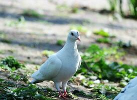 Cute Pigeon Bird at Local Public Park of Luton City of England UK photo