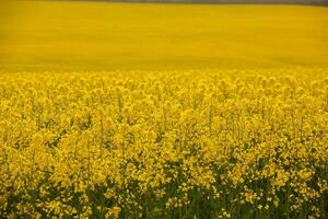 Rapeseed field with yellow. canola field in bloom in spring. Plant for green energy. Biofuel produced from rapeseed photo