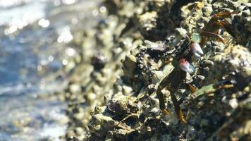 krabbor på en tropisk ö. krabbor sitta på en sten och sola sig i de Sol. suddig hav Vinka i de bakgrund video